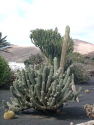 Museo Agricolo El Patio - Lanzarote